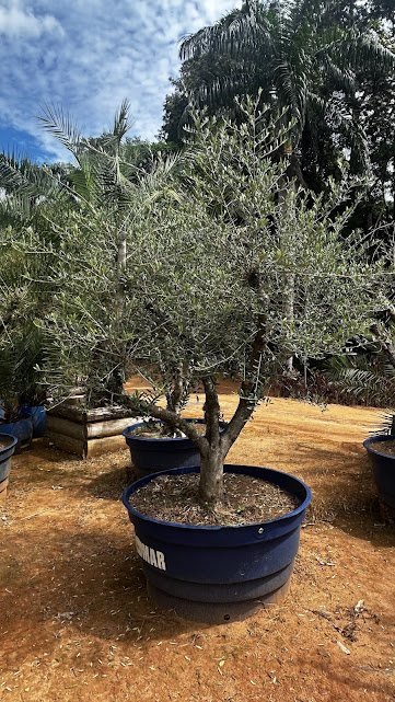 oliveira (Olea europaea)