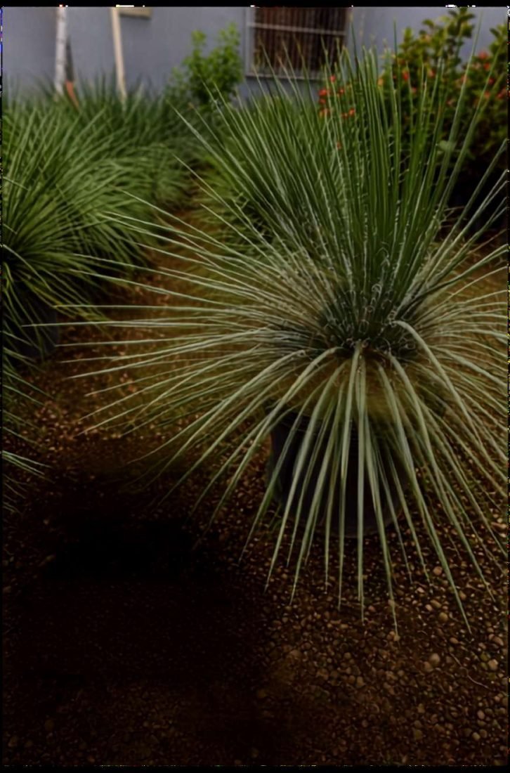 Agave
