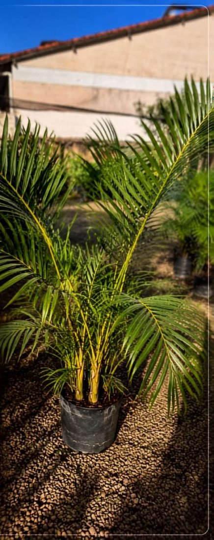 Areca Bambu