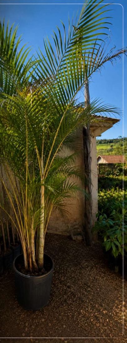Areca Bambu