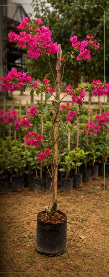 Buganvília Rosa