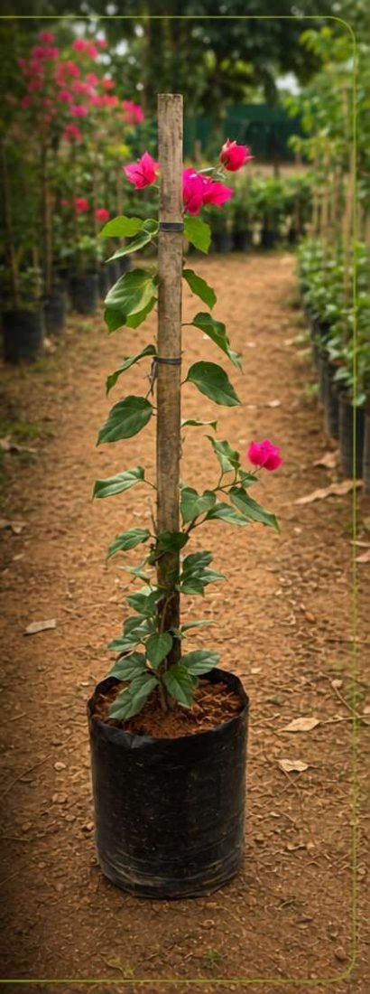 Buganvília Rosa