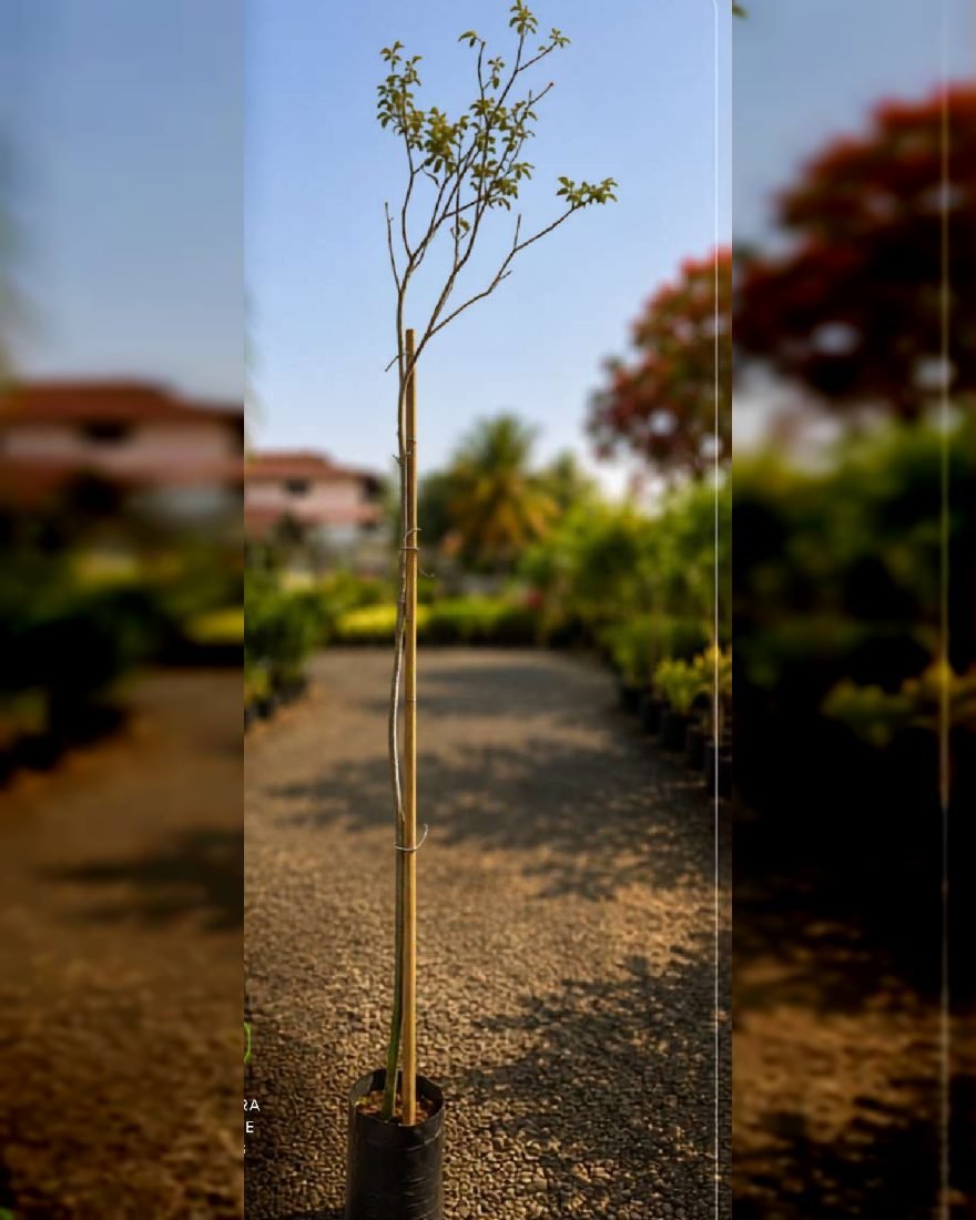 Ipê Amarelo