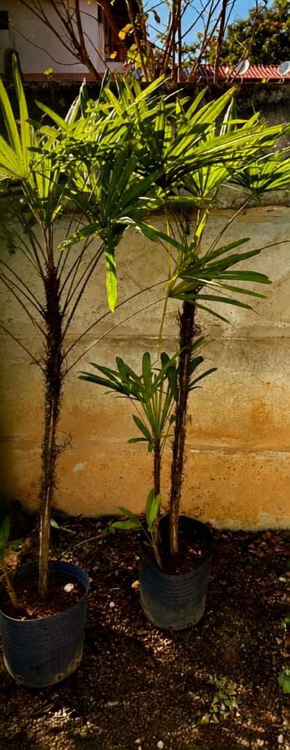 Palmeira Ráfia