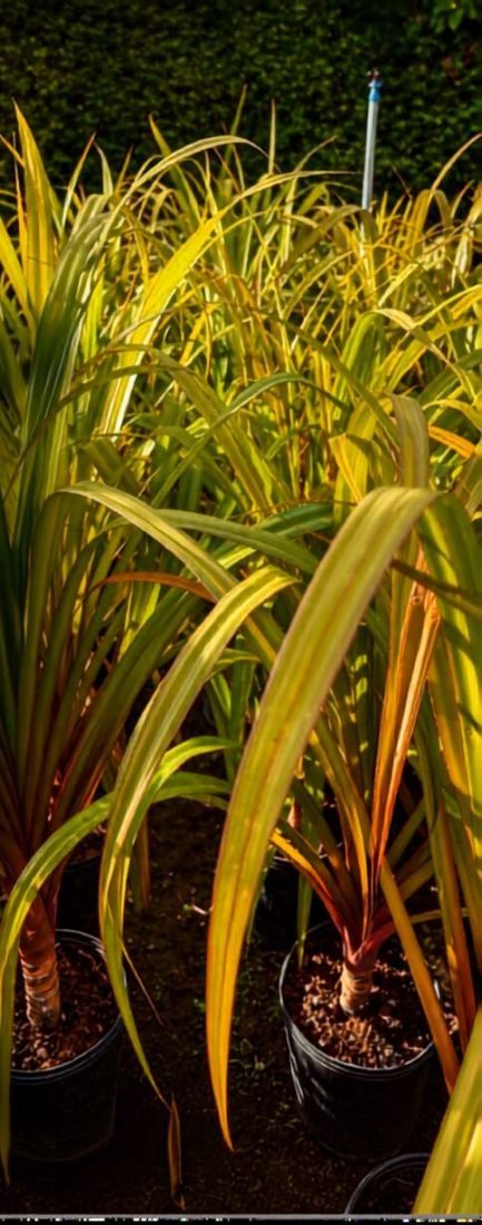 Pandanus