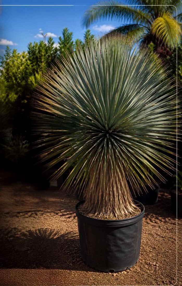 Yucca Rostrata